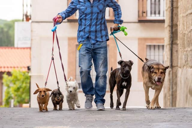 Most types of dogs can live in a city, although certain breeds really thrive in an urban environment.