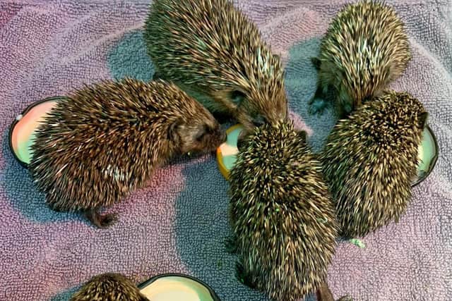 SSPCA: Charity caring for more than 100 hedgehogs appeals for food donations