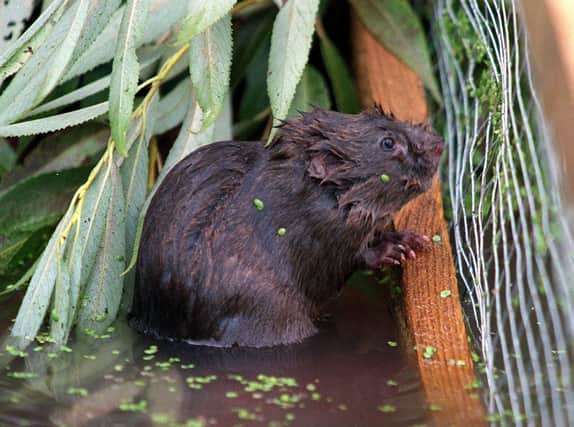 Over the last 40 years, water vole numbers in Britain have fallen by 90 per cent (Picture: PA)