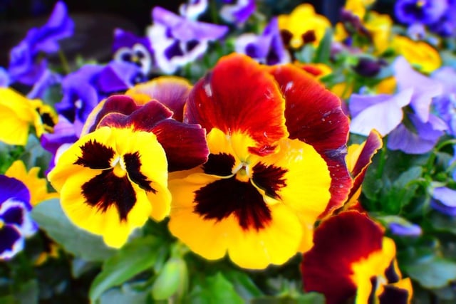 A posie of pansies is a great Valentine's treat for the dog lover in your life.