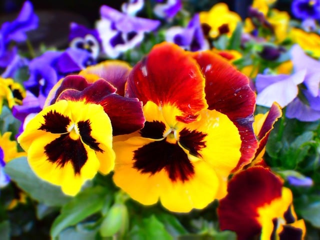 A posie of pansies is a great Valentine's treat for the dog lover in your life.