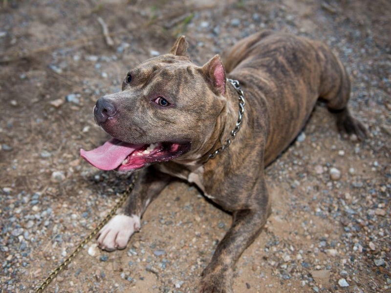 Now banned in the UK due to their perceived high levels of aggression, the American Pit Bull was bred from dogs that arrived in the USA from Britain in the late 19th century which were created from a mix of Old English Terriers and Old English Bulldogs.