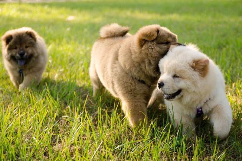 The Chow Chow is one of only two dogs to have a black tongue (the other being the Chinese Shar-Pei). They are actually born with normal-looking pink tongues that gradually grow darker during puppyhood.