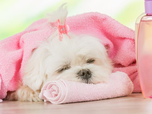 Give your dog the grooming and attention they need, not only will it help you to unwind from a hard day’s work but it is also a great way to keep our furry friends cool and safe from overheating. Make time to pamper your dog with a massage or grooming and play gentle music to help them relax. Downtime is all important in the process of bonding.