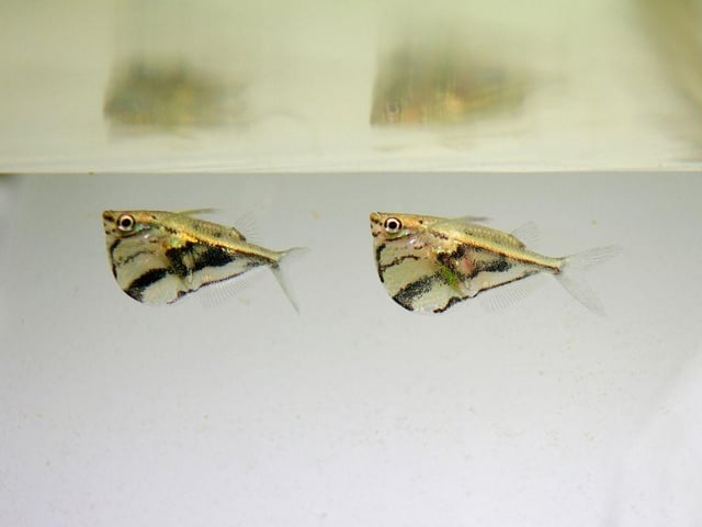 If there's not much happening at the top of your tropical tank then a school of Hatchetfish will happily fill that space. These pretty fish swim close to the surface, but watch out as they also enjoy jumping out of the water. This means they are only an option if your aquarium is securely covered.