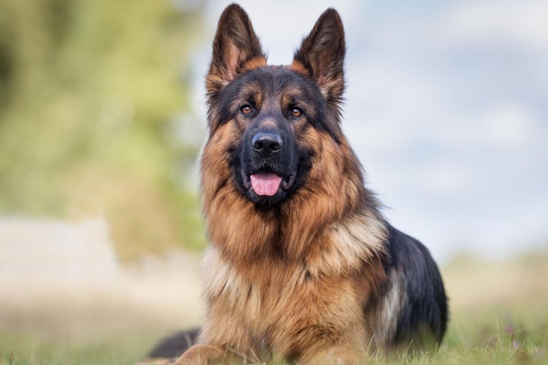 Nala may be best known as one of the character from Disney's Lion King, but it's also popular with German Shepherd owners - landing sixth spot. It's an African name meaning 'queen', as well as meaning 'water in the desert' in Sanskrit.