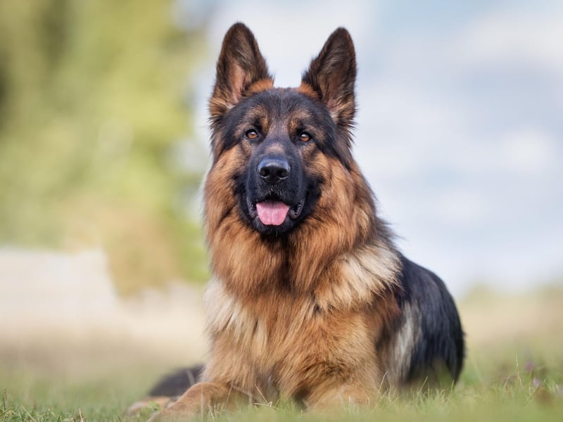 Nala may be best known as one of the character from Disney's Lion King, but it's also popular with German Shepherd owners - landing sixth spot. It's an African name meaning 'queen', as well as meaning 'water in the desert' in Sanskrit.