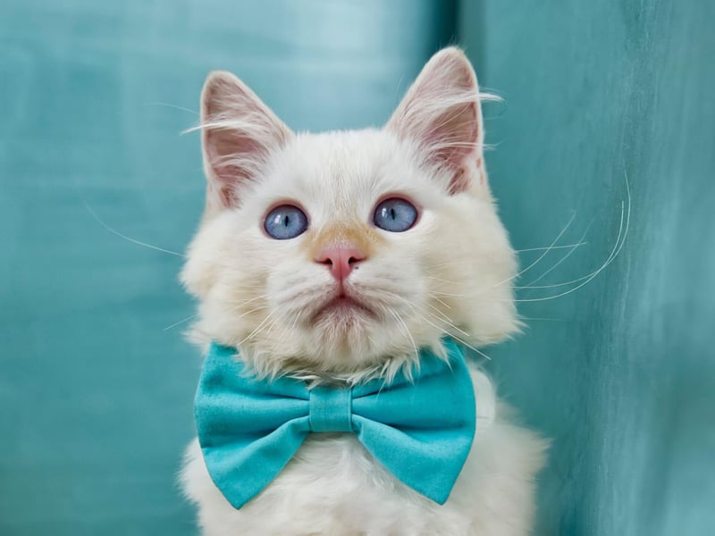 The adorable Ragdoll cat breed is super laid-back and, sadly, prone to urinary tract problems - although they are far from unhealthy as a whole.