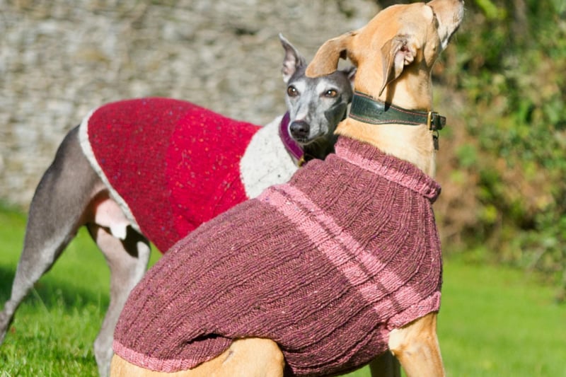 Much like the Greyhound, the Whippet has little in the way of fat, flab or fur to repel the elements. Keeping moving in cold temperatures helps, as does an adorable Whippet jumper.