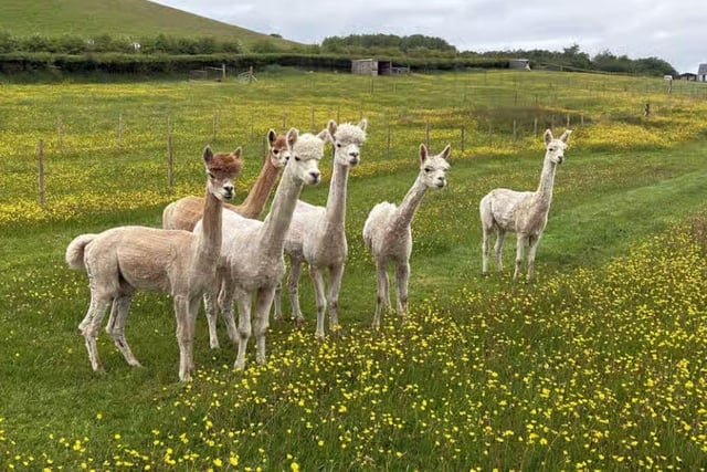 This quiet, dog-friendly site surrounded by Ayrshire countryside is located a 40-minute drive from Ayr beach, and 45 minutes from Loch Bradan. As if that wasn’t attractive enough already, guests will be pitching up next to cute alpacas grazing in the neighbouring field, and trekking with the fluffy four-legged friends is a popular activity. Aspiring treasure hunters can also make use of a metal detector available on site. While the site is peaceful and quiet, nearby New Cumnock has a buzzy atmosphere and boasts a food shop as well as Chinese and Indian takeaways (deliveries to the site are available). As well as the ‘beautiful and serene’ location, guests also love the hosts, who go out of their way to make everyone feel welcome. A fantastic average score of 9.9 has been fairly awarded by very happy campers indeed. Prices start at £18 for a non-electric hard-standing and grass pitch for up to 4 people.