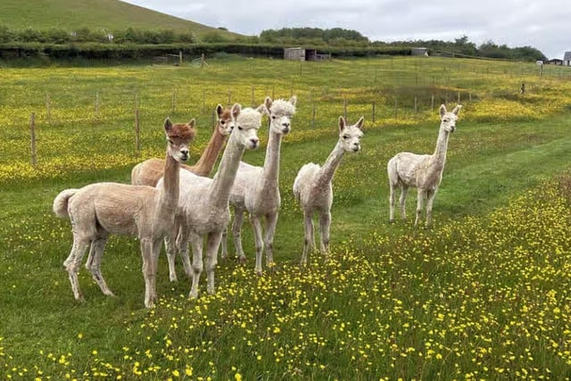 This quiet, dog-friendly site surrounded by Ayrshire countryside is located a 40-minute drive from Ayr beach, and 45 minutes from Loch Bradan. As if that wasn’t attractive enough already, guests will be pitching up next to cute alpacas grazing in the neighbouring field, and trekking with the fluffy four-legged friends is a popular activity.  Aspiring treasure hunters can also make use of a metal detector available on site. While the site is peaceful and quiet, nearby New Cumnock has a buzzy atmosphere and boasts a food shop as well as Chinese and Indian takeaways (deliveries to the site are available). As well as the ‘beautiful and serene’ location, guests also love the hosts, who go out of their way to make everyone feel welcome. A fantastic average score of 9.9 has been fairly awarded by very happy campers indeed. Prices start at £18 for a non-electric hard-standing and grass pitch for up to 4 people.