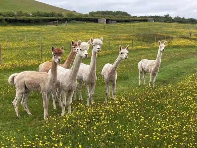 This quiet, dog-friendly site surrounded by Ayrshire countryside is located a 40-minute drive from Ayr beach, and 45 minutes from Loch Bradan. As if that wasn’t attractive enough already, guests will be pitching up next to cute alpacas grazing in the neighbouring field, and trekking with the fluffy four-legged friends is a popular activity. Aspiring treasure hunters can also make use of a metal detector available on site. While the site is peaceful and quiet, nearby New Cumnock has a buzzy atmosphere and boasts a food shop as well as Chinese and Indian takeaways (deliveries to the site are available). As well as the ‘beautiful and serene’ location, guests also love the hosts, who go out of their way to make everyone feel welcome. A fantastic average score of 9.9 has been fairly awarded by very happy campers indeed. Prices start at £18 for a non-electric hard-standing and grass pitch for up to 4 people.