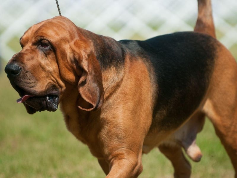 A characterful breed originally bred to track deer, wild bore and, since the middle-ages, people, only 36 Bloodhounds were registered last year, putting them joint third in this list.