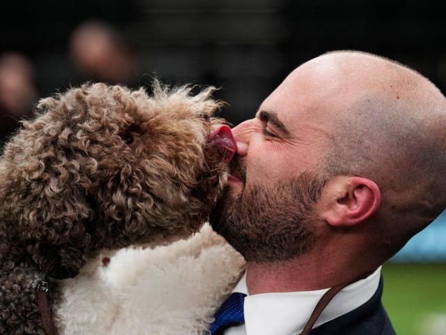 Best in Show winner Orca licks handler Javier Gonzalez Mendikote.