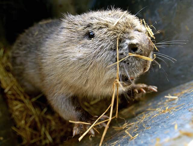 Beavers should be relocated to more suitable habitat if they cause problems for landowners, rather than being killed (Picture: Koca Sulejmanovic/AFP via Getty Images)