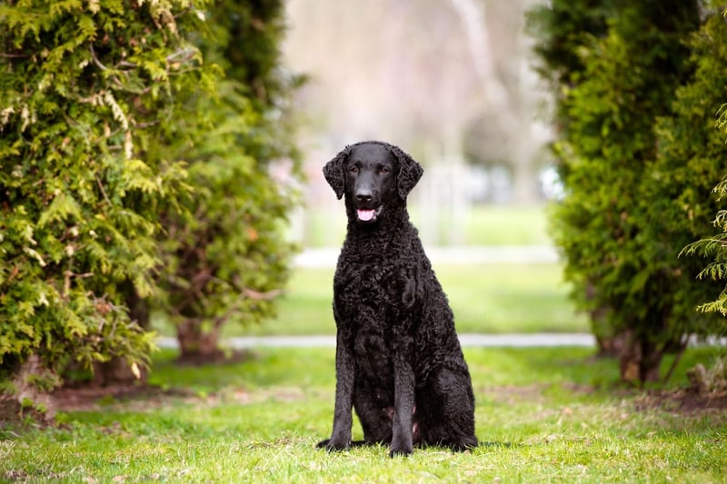The cute hair which gives the Curly-Coated Retriever its name is ideal for maintaining body temperature on long swims. Like other retrievers they were used to collect felled birds from water.