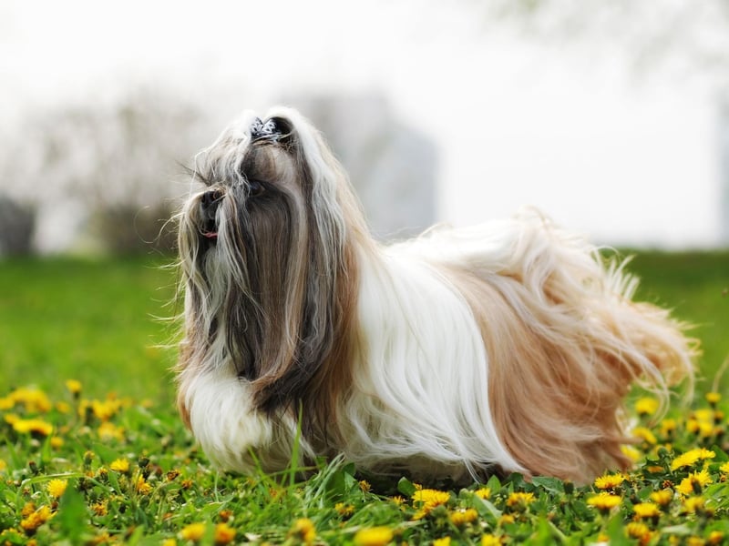 Like many dogs on this list the mix of a short muzzle and tiny legs cause issues for the Shih Tzu in the water. Their luxuriant long coat can also drag them down when submerged, as well as covering their face making breathing even more difficult.