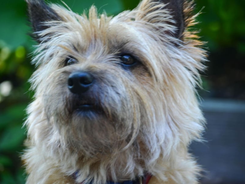 Originating from the Scottish Highlands, the Cairn Terrier is recognised as one of the oldest breeds of working dog. There were 443 Kennel Club registrations for the breed last year.