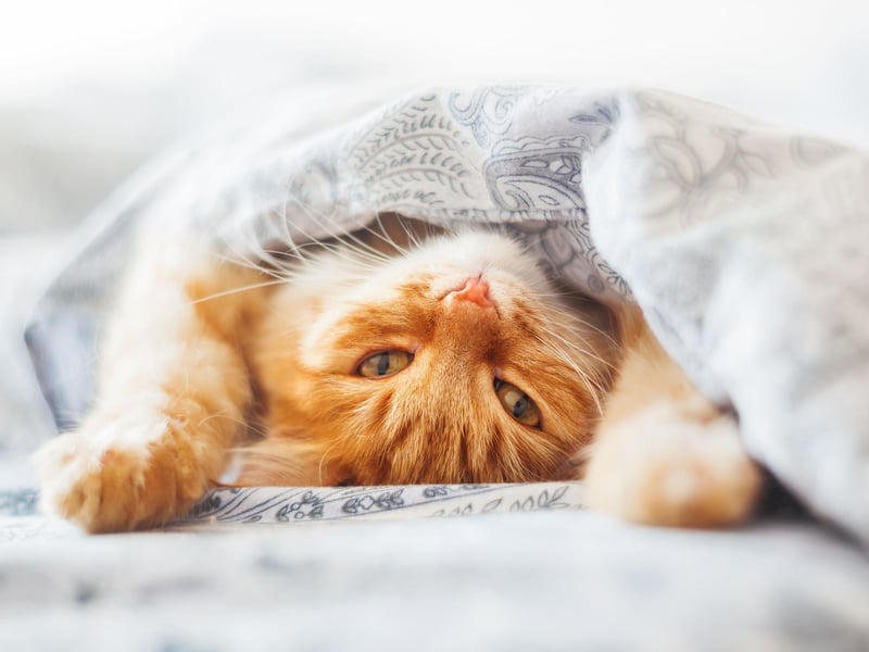 Perhaps surprisingly, the most popular name for a new kitten over lockdown was also the most popular puppy name - Luna. It means 'moon' in Latin.