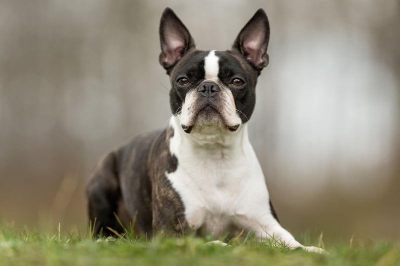 The Boston Terrier was originally bred for fighting and hunting rats in factories, but now their friendly and happy-go-lucky nature makes them a popular family pet. They also excel at canine sports - from dog agility competitions to flyball.