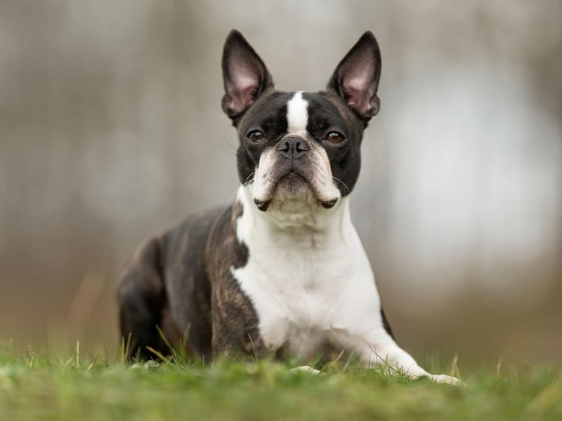The Boston Terrier was originally bred for fighting and hunting rats in factories, but now their friendly and happy-go-lucky nature makes them a popular family pet. They also excel at canine sports - from dog agility competitions to flyball.