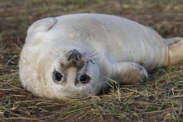 A remarkable 40 per cent of the world's grey seal population live in Scotland during autumn and winter. October is when many of the adorable and silken baby seal pups are born and if you visit one of the many coastal colonies on a nice day you'll see hundred of them sunning themselves on rocks.