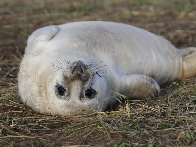 A remarkable 40 per cent of the world's grey seal population live in Scotland during autumn and winter. October is when many of the adorable and silken baby seal pups are born and if you visit one of the many coastal colonies on a nice day you'll see hundred of them sunning themselves on rocks.