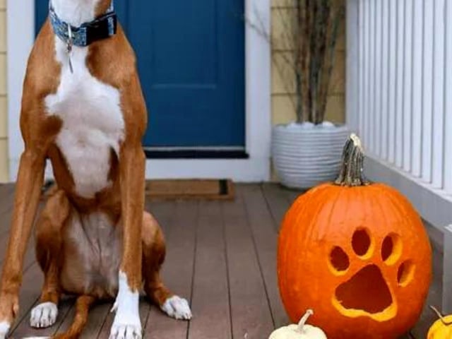 Who said every pumpkin needs to have a face? If you're a dog owner and you're open to guisers (or 'trick-or-treaters') coming round to your house but you're worried about your excitable canine companion then carving out a paw print and leaving it on your porch is a great way to communicate that while being original in your design.