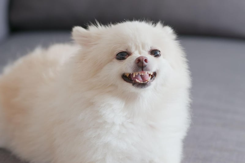 Owners of Pomeranians are often amazed at the sheer volume of noise that can come out of such a small dog. Once a Pomeranian starts barking it often doesn't know when to stop.