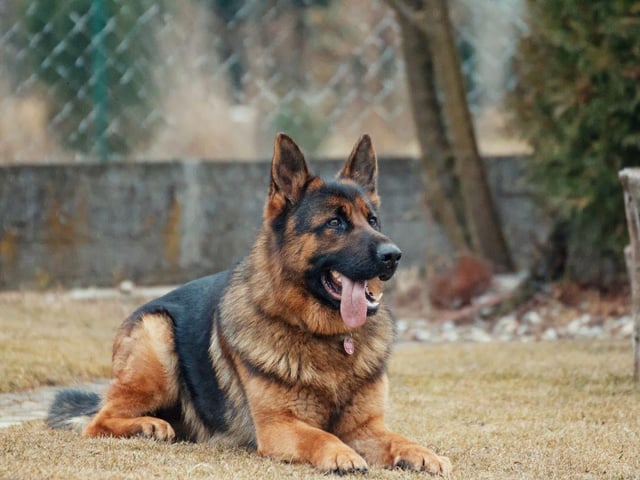 Starting with the breeds that make the best guard dogs and the king of canine protectors. There's a reason that German Shepherds are popular with the police and army - they are alert, fast, strong, and make great guard dogs. The popular breed - they are a regular in the annual top 10 favourite UK dogs list - are also affectionate and great with kids.