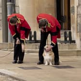 Two of the late queen's corgies, Muick and Sandy,  in the grounds of Windsor Castle during her funeral