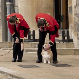 Two of the late queen's corgies, Muick and Sandy,  in the grounds of Windsor Castle during her funeral
