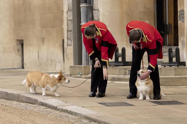 Two of the late queen's corgies, Muick and Sandy,  in the grounds of Windsor Castle during her funeral
