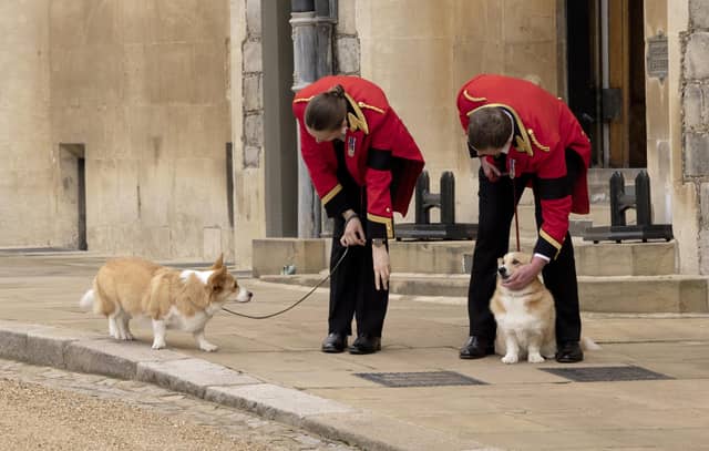 Two of the late queen's corgies, Muick and Sandy, in the grounds of Windsor Castle during her funeral