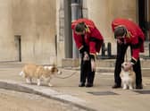 Two of the late queen's corgies, Muick and Sandy,  in the grounds of Windsor Castle during her funeral