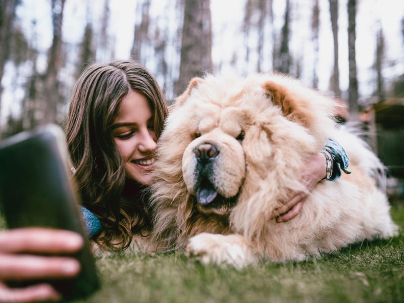 Chow Chows are a very mild-tempered dog, but are another dog described by the American Kennel Club as "aloof". So they'll always be very pleasant about ignoring every word you say.