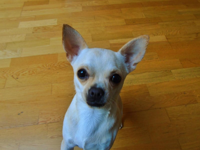 The smallest of all the dogs, the Smooth Coat Chihuahua had 1,508 Kennel Club registrations in 2020, putting into eighth spot.