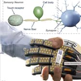 A new generation of smart robots could have human-like sensitivity
Pic: Glasgow University