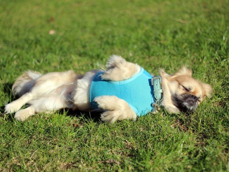 While the tiny Pekingese doesn't always get on well with children, according to the American Kennel Club once you have earned their respect they are "one of the more calm, affectionate, and kind of all canine companions". They are also a very outgoing and very friendly breed.