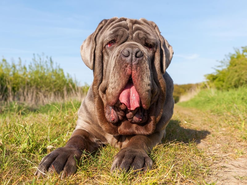 Known as the Mastino Napoletano in their native Italy, the Neapolitan Mastiff was first bred relatively recently - in the 1940s. They stand between 24-31 inches tall.