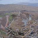 Screengrab from live nest camera footage of Louis the osprey returning to his nest at Loch Arkaig. Photo: Woodland Trust Scotland /PA Wire