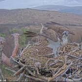 Screengrab from live nest camera footage of Louis the osprey returning to his nest at Loch Arkaig. Photo: Woodland Trust Scotland /PA Wire