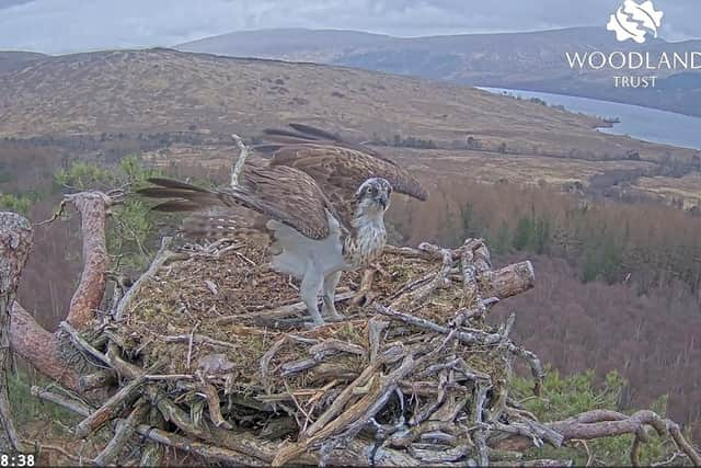 Screengrab from live nest camera footage of Louis the osprey returning to his nest at Loch Arkaig. Photo: Woodland Trust Scotland /PA Wire