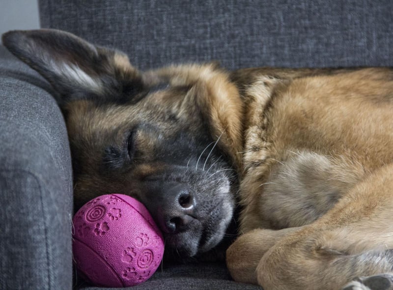 Used for everything from drug detection to sniffing out explosives, the German Shepherd is another breed in the top tier of canine intelligence - understanding a new command after only five repititions and following the command at least 95 per cent of the time.