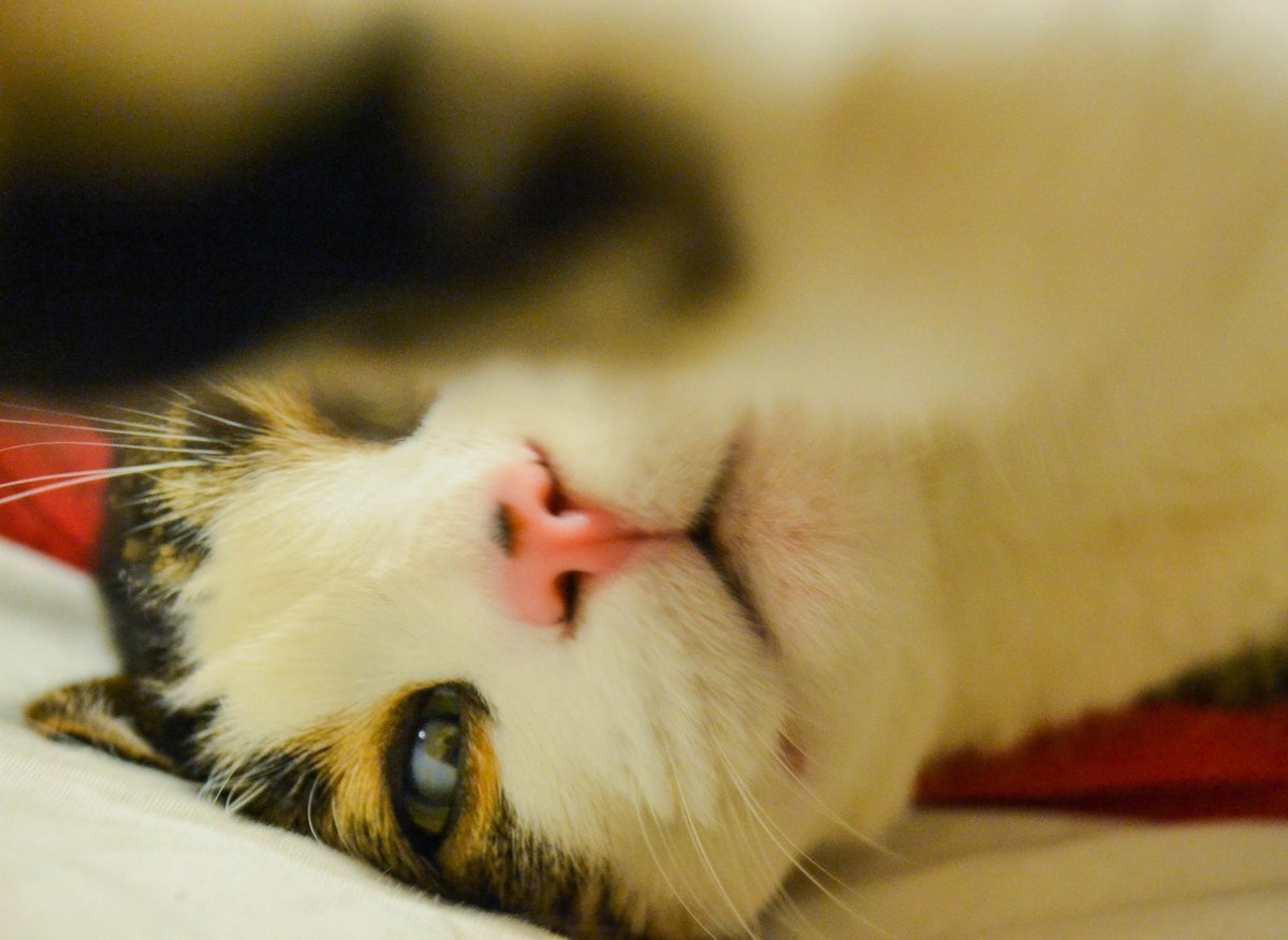 Energetic Cat Breeds Here are 10 of the most playful breeds of cat including the bouncy Manx