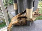 Are you looking for a playful cat breed for your home?