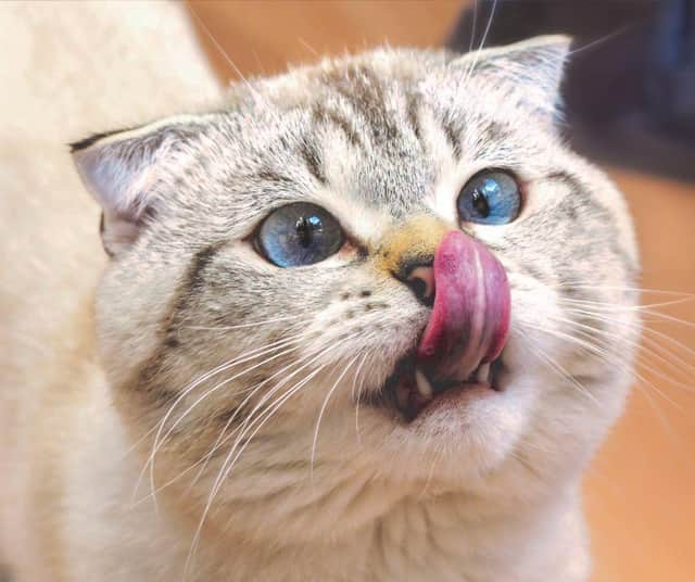 Are you looking for a playful cat breed for your home?