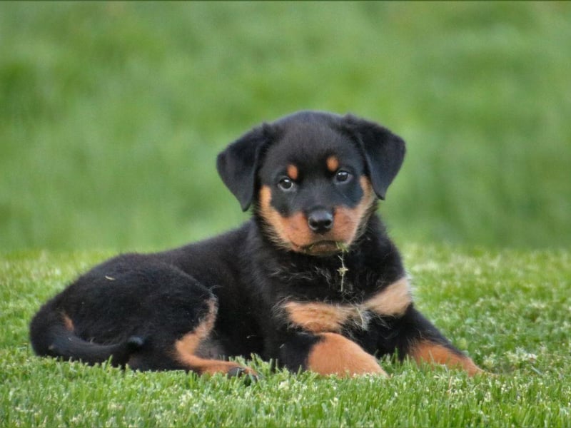 The Rottweiler sometimes get unfairly labelled as an agressive breed when they can, in fact, often be a gentle and loyal pet. They are very strong though and need to be in no doubt as to who is in charge. In short they need confident owners who will not have their authority challenged.