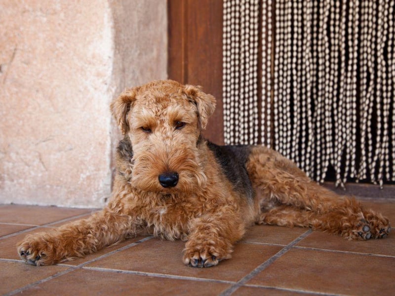 Originally used in its native Wales to hunt foxes, rodents and badgers, the Welsh Terrier is another terrier breed at risk of extinction, with as few as 300 puppies being born in a typical year. It's claimed that the Welsh Terrier is the oldest existing dog breed in the UK.