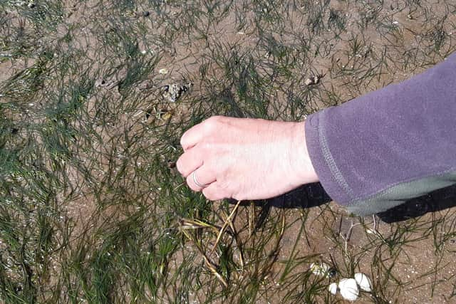 The seagrass meadows on Kinghorn beach